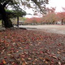 円山公園 まだ始まったばかりの紅葉