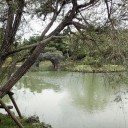 池と石橋　樹の影から