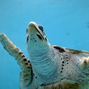 美ら海水族館