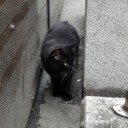 道頓堀の猫　すたすた行く