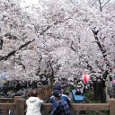 宿河原の桜