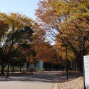 砧公園の紅葉。まだちょっと早い / Lumix GF-5 / SIGMA 19mm F2.8 DN