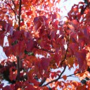 紅葉 / Lumix GF-5 / SIGMA 19mm F2.8 DN