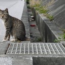 奥武島の猫