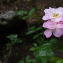 オルゴールの森 庭園